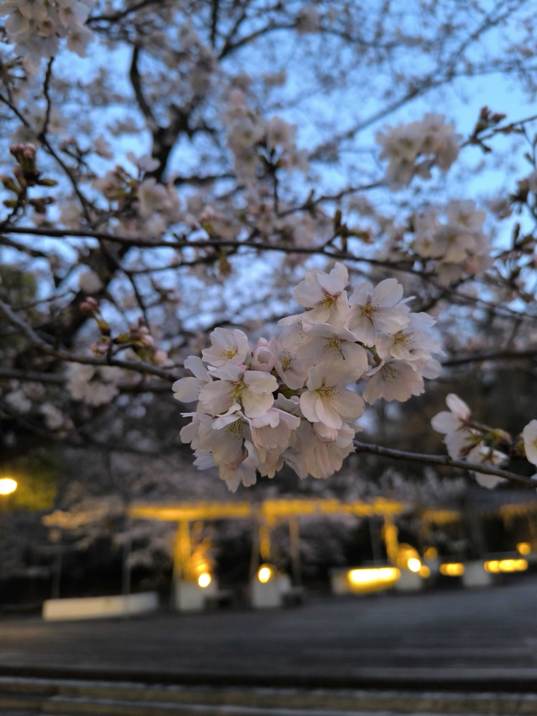 春のキャンパス — 桜 (2026/3)